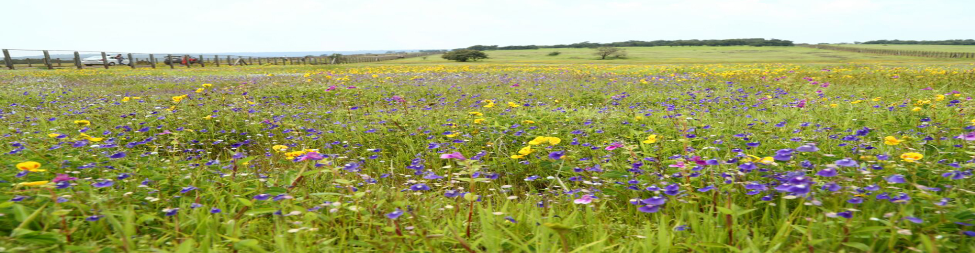 Kas Plateau Committee Website